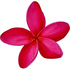 Red frangipani